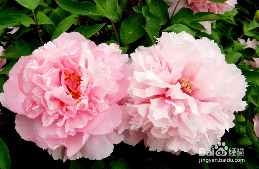 牡丹花栽培技术