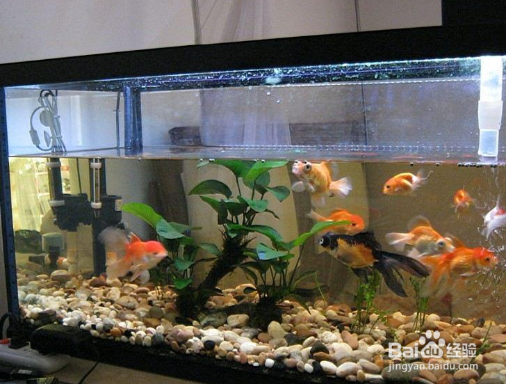 怎样才能使鱼缸里的水一直清