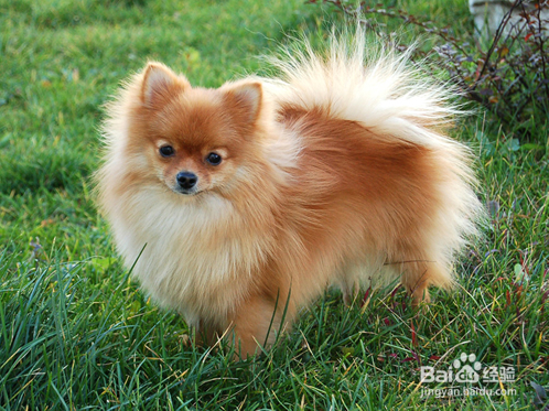 我们爱的狗狗图