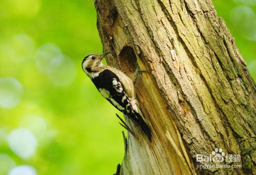 啄木鸟怎么捉虫子