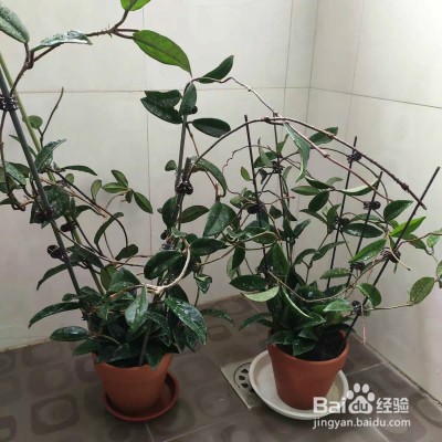 心叶球兰怎样养