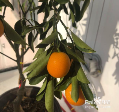 金桔盆栽叶子发卷掉光了如何补救