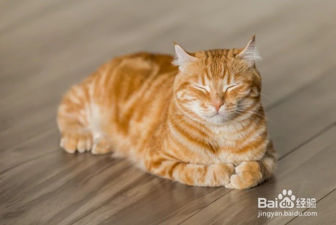 怎么样防止小猫咪咬人