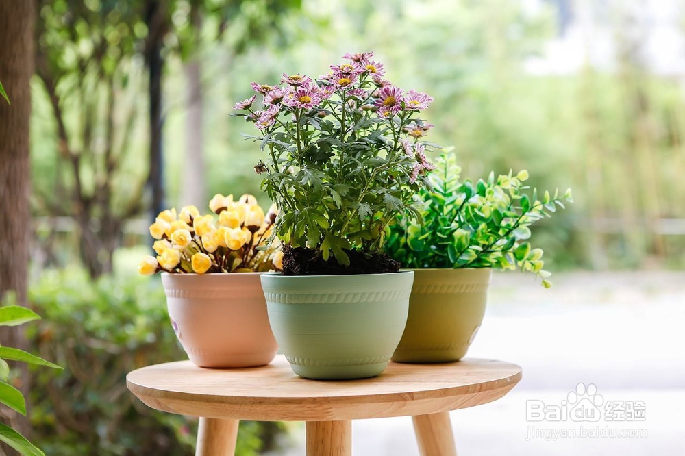 养好盆栽植物应该注意的事项有哪些？