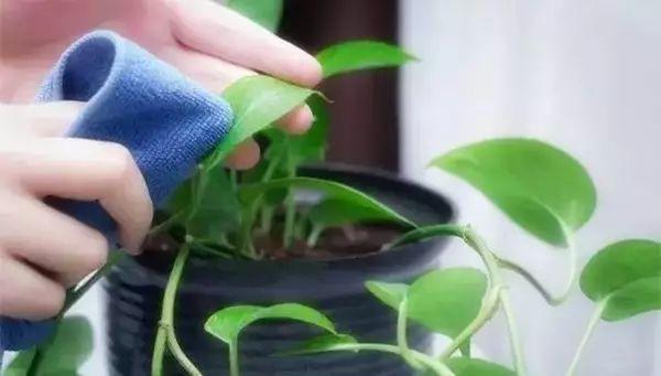 花的叶子脏了怎么清洗