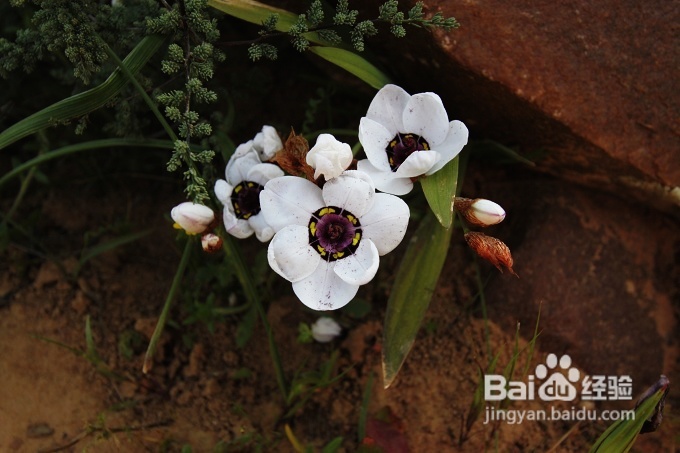 [转载]南非之旅3：纳玛夸兰（Namaqualand）花海