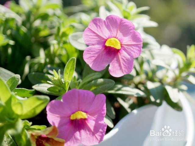 如何养殖紫芳草