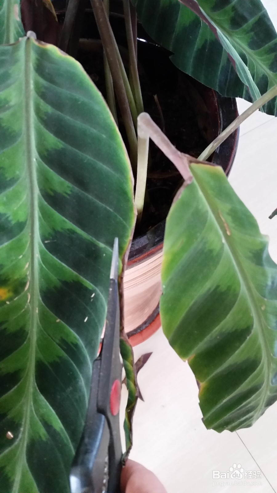 天鹅绒竹芋叶边干枯的处理