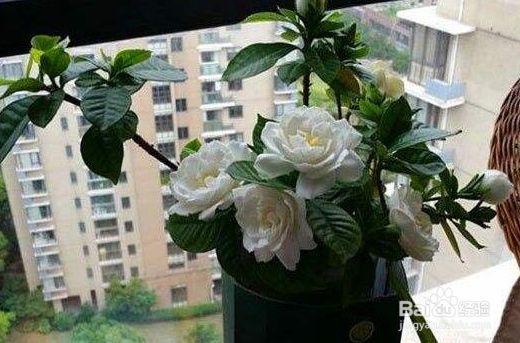 刚买回来的栀子花怎么水养?