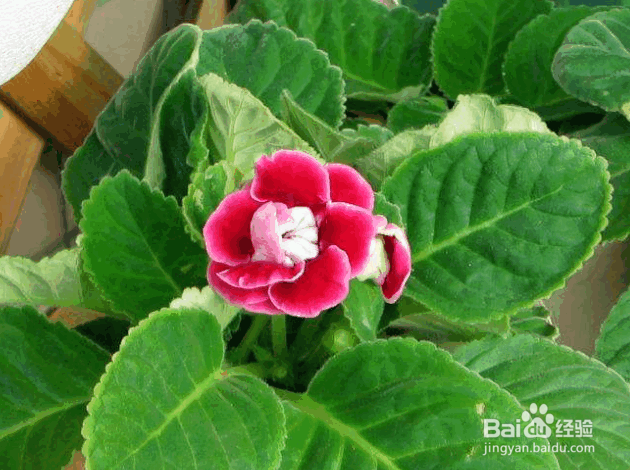 大岩桐的种植及管理要点