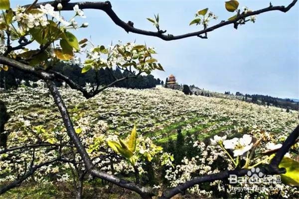 重庆赏花地图最全攻略必收藏-莫辜负这大好春光