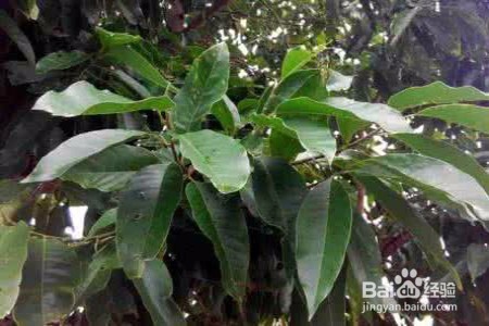 白兰花叶子下垂怎么办