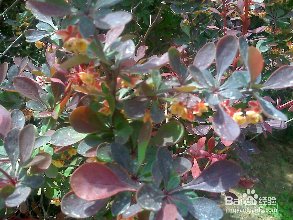 牙齿怎样保护才能吃饭香