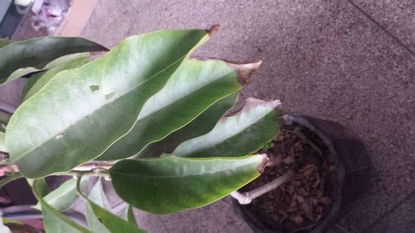 花的叶子发黄叶尖枯萎是甚么缘由