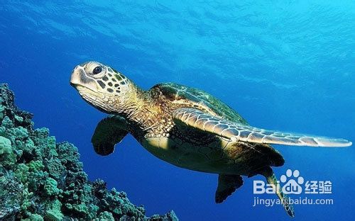 巴厘岛自由行须知