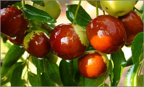 运城特产有哪些