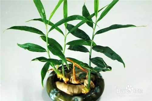 这7种菜放到水里就能长成盆栽，再也不用买花了