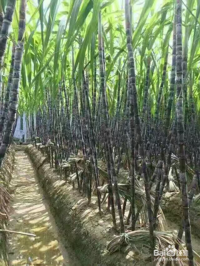 红糖烘干机蔗糖烘干机的生产过程展示