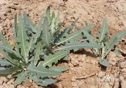 蒲公英:多种炎症的克星