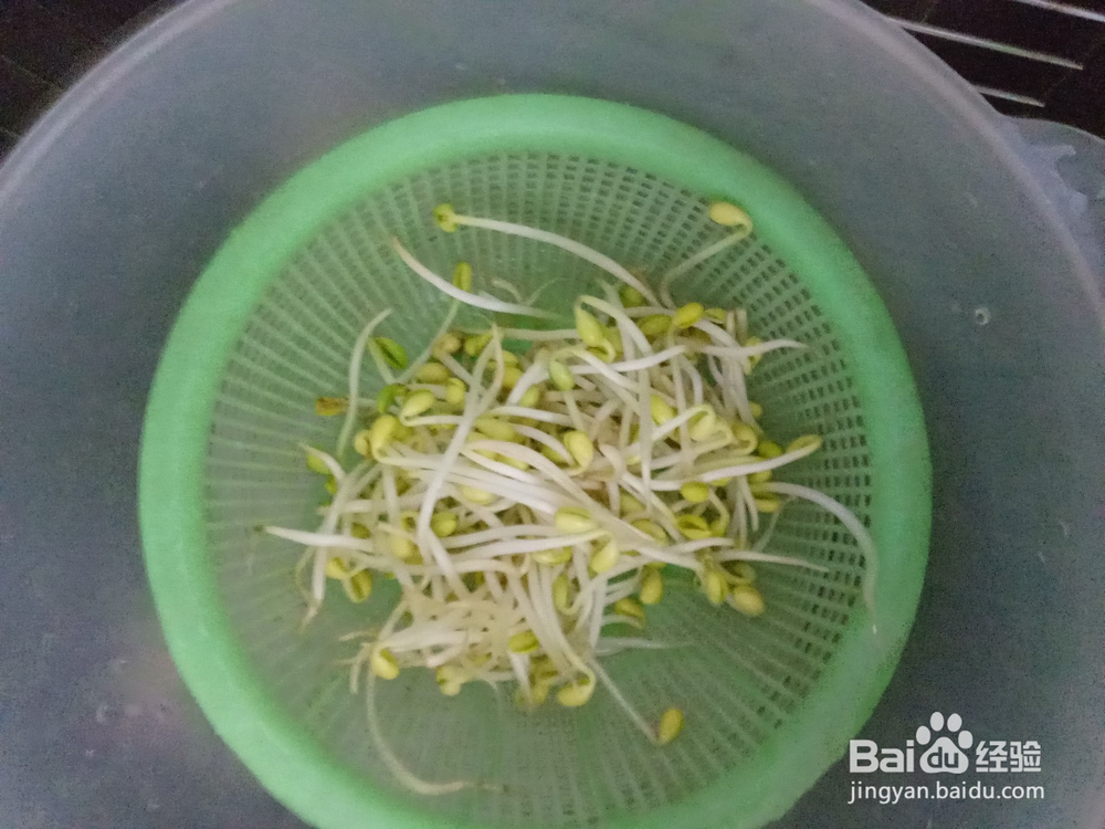 家常豆芽炒鸡蛋