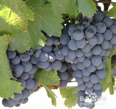 初学者应该了解的8个葡萄品种