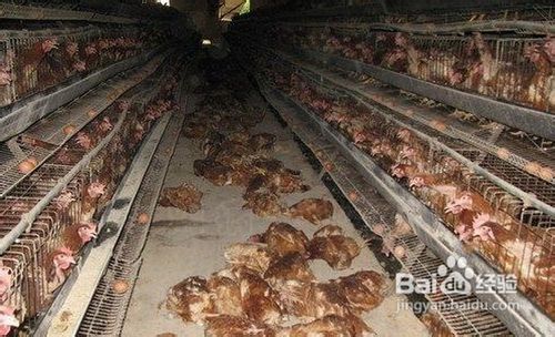 如何在饮食和生活习惯上预防禽流感