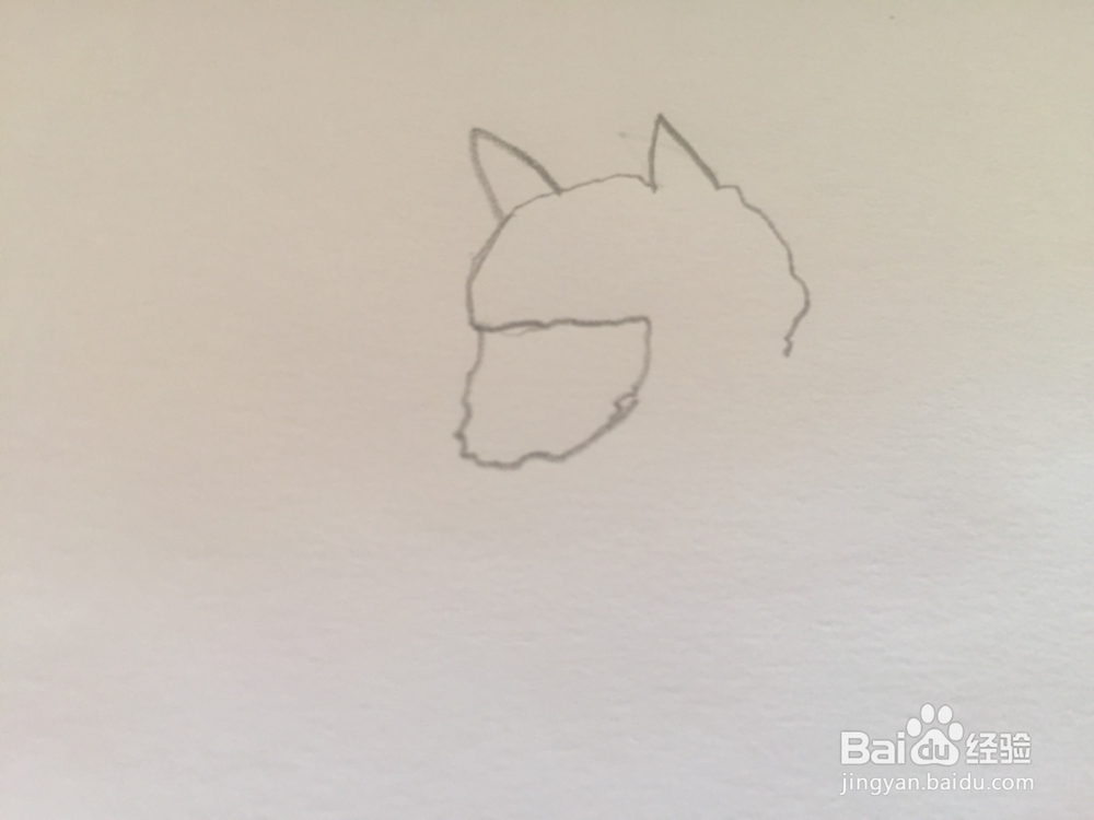 简笔画绘画羊驼