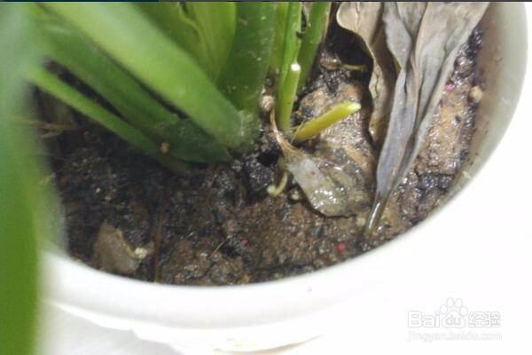 万年青叶子发黄怎么办？