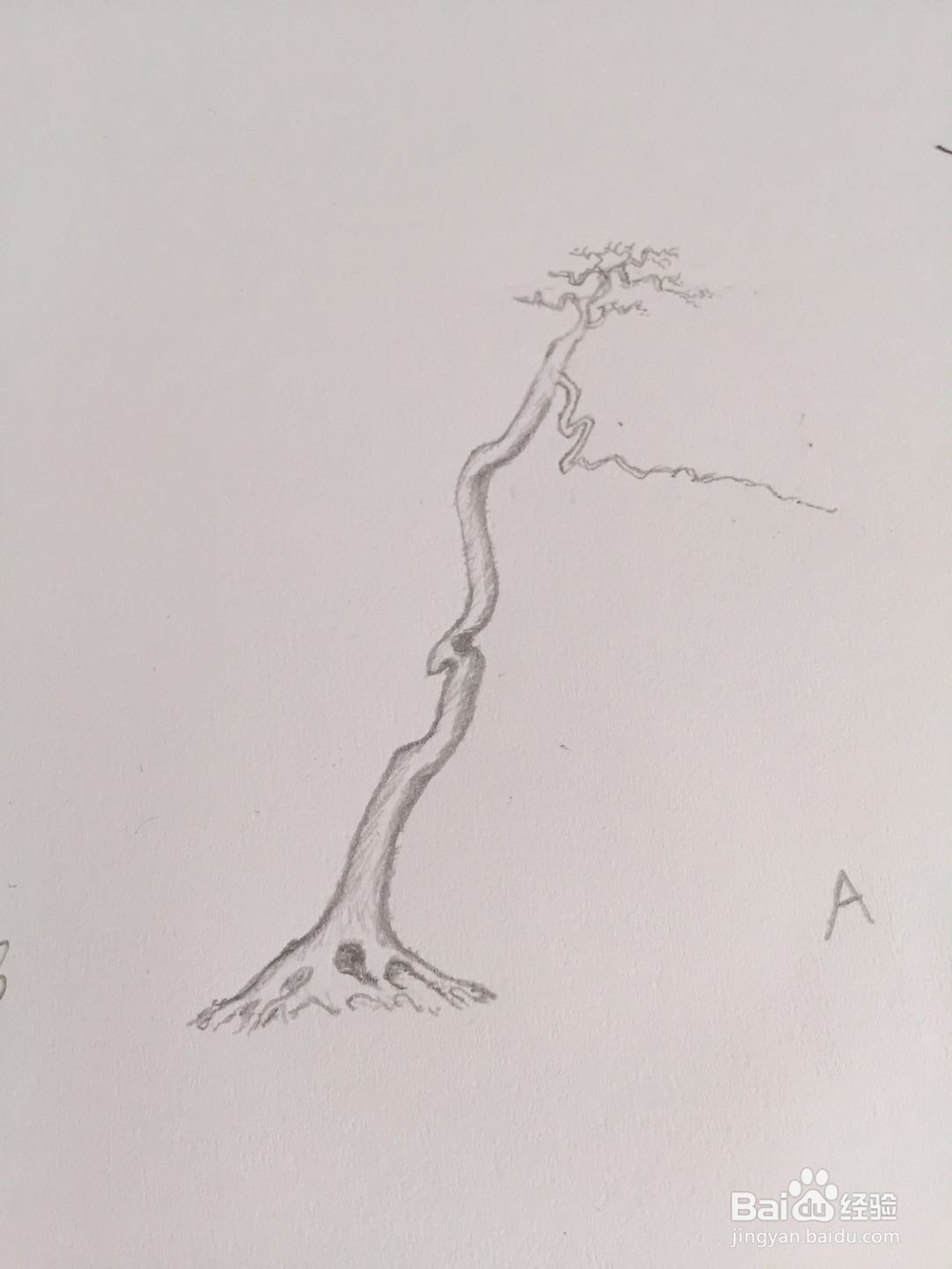 盆景设计构思——树势