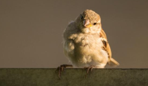 为什么小麻雀不能捡