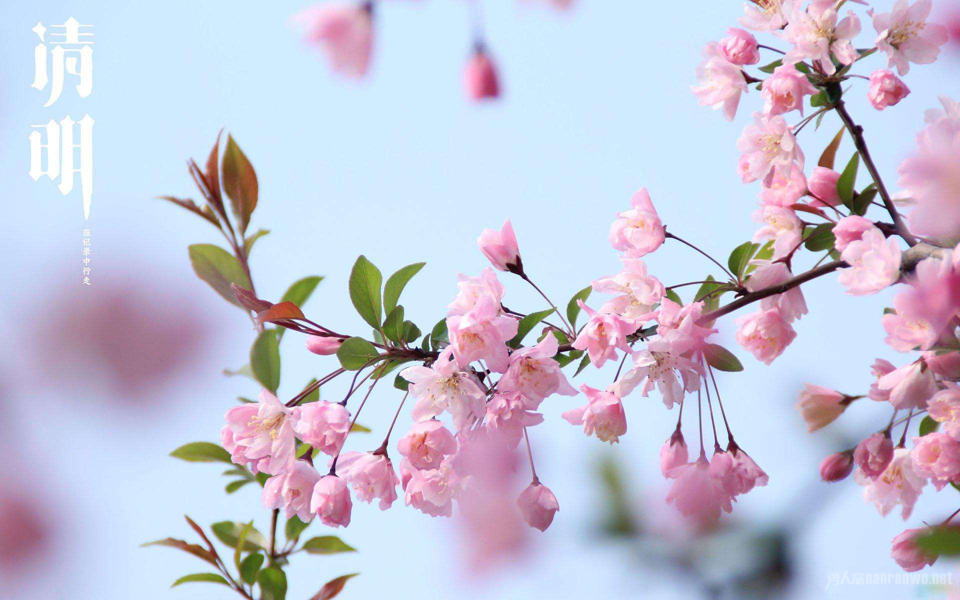 请再找几号清明前后种瓜点豆的农谚和名言警句