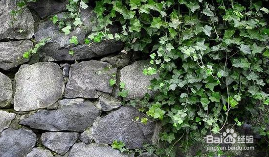 净化空气的植物怎么选择？