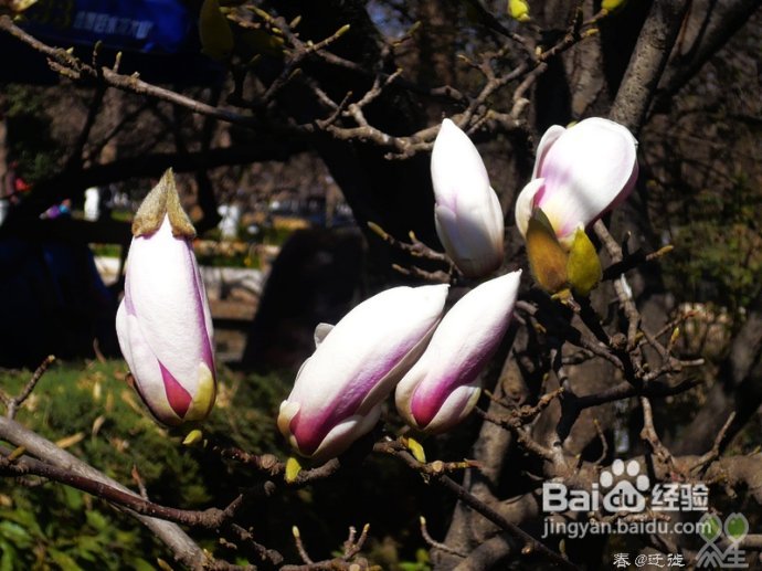 【春的迁徙】冬日，昆明观鸥攻略