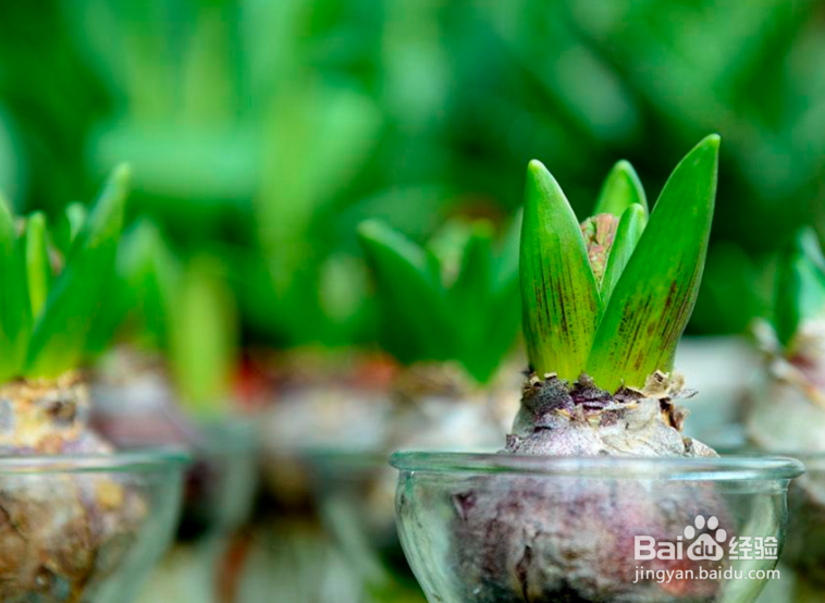 怎样促进君子兰开花