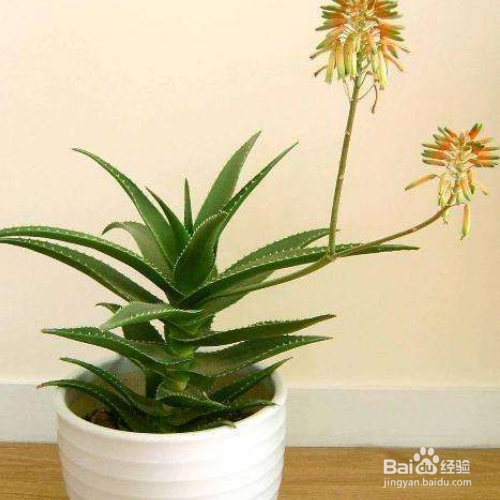 芦荟开花后会死吗？