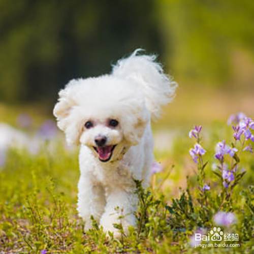 哪些品种的小型犬比较受欢迎 百度经验 哪些品种的小型犬比较受欢迎 百度经验