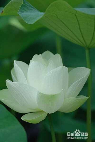 爱莲说用了什么写作方法