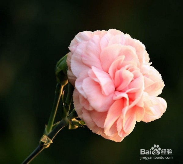 康乃馨的花语是什么不同花色的康乃馨各代表什么