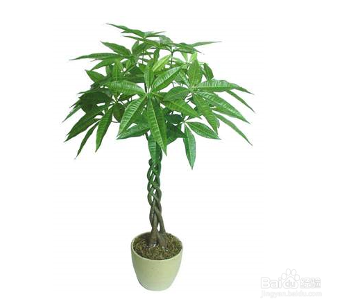 如何正确摆放盆栽