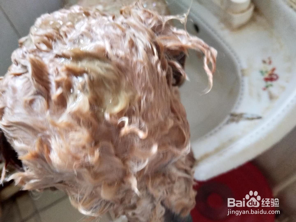 如何为家里的宠物狗洗澡