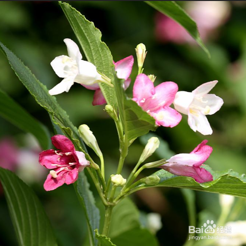 海仙花的养护方法有哪些