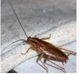 家中常见昆虫的鉴别方法