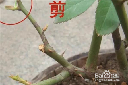 小花灿烂教大家如何“剪”出一盆好花