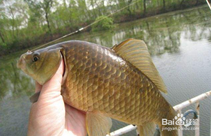 开春后怎么垂钓?初春天冷如何钓鱼