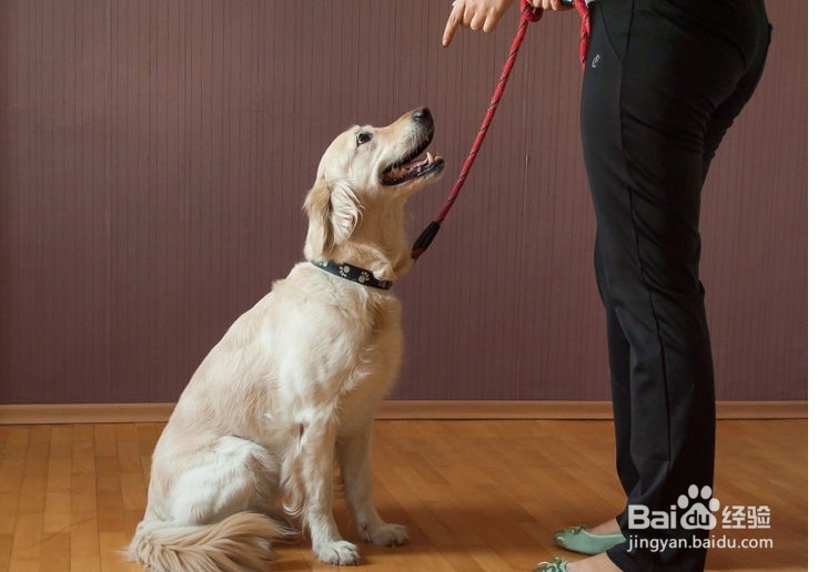 只要一招就让狗狗坐下