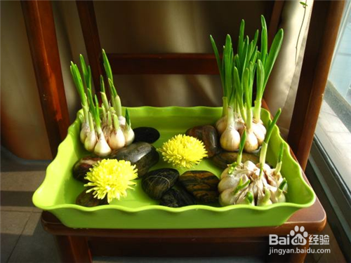 这7种菜放到水里就能长成盆栽，再也不用买花了