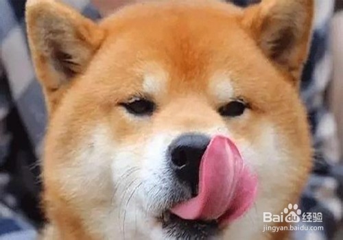 狗狗为什么会吃自己的便便?