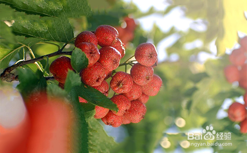 山楂树下怎样喝更美味？