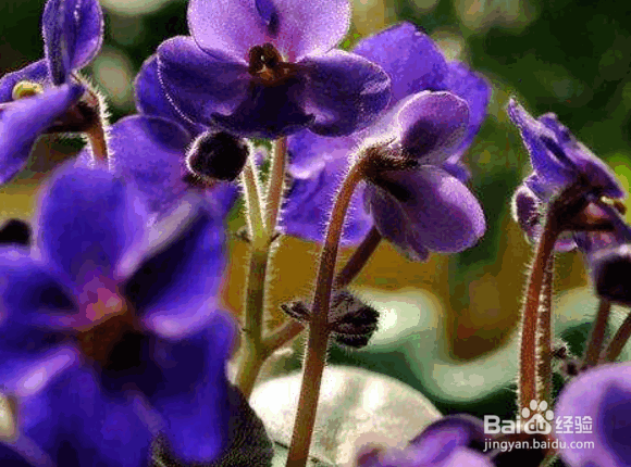 紫罗兰的日常养护