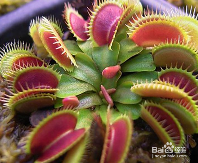 怎么种植捕蝇草？种植捕蝇草需要注意些什么？